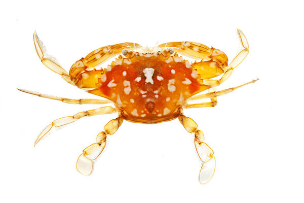 Sargassum Crab print