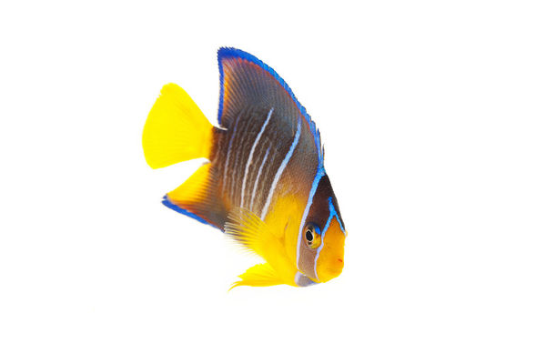 Blue Angelfish (juvenile) print