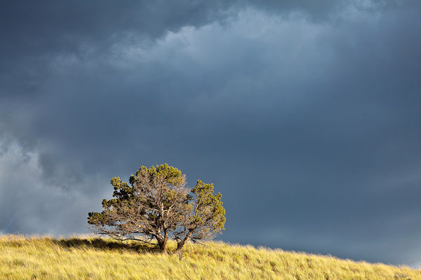Lone Tree and Stormy Sky print