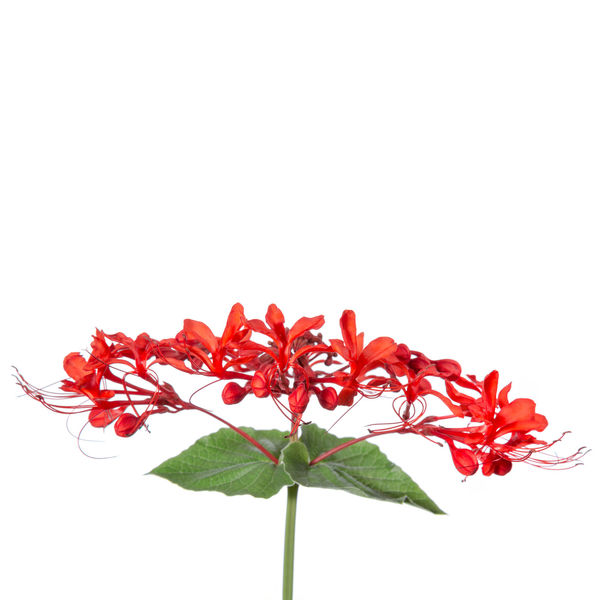 Red Clerodendrum print