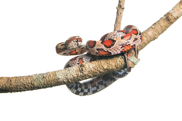 Red Rat Snake (Juvenile) print