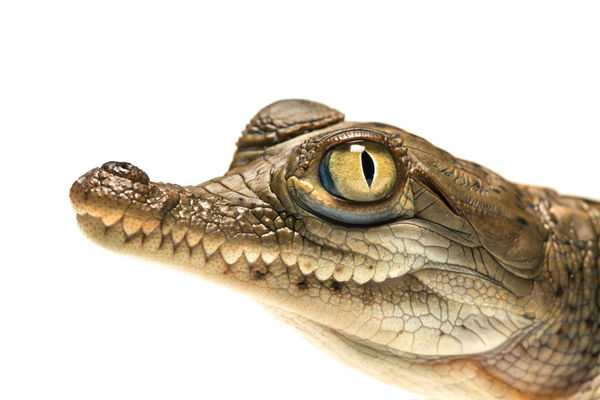 American Crocodile (hatchling) portrait print