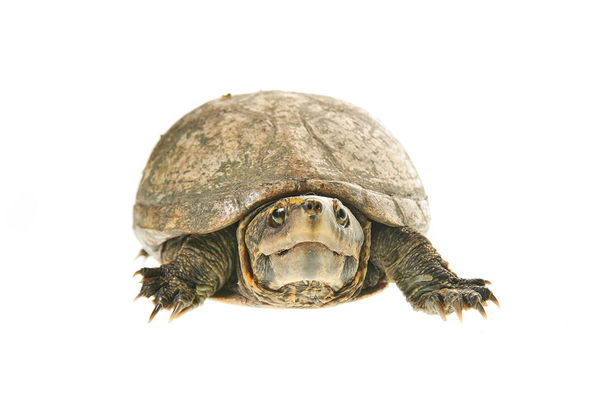 Florida Mud Turtle print