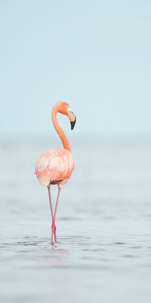 Florida Bay Flamingo print