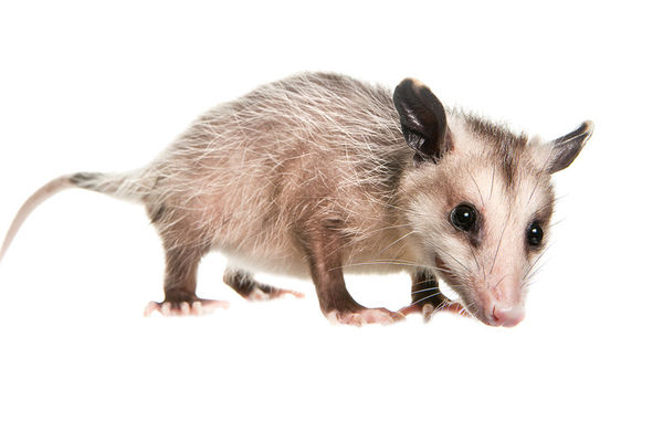 Virginia Opossum print