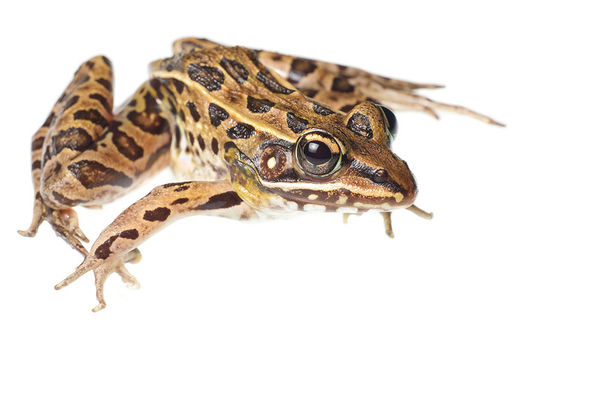 Southern Leopard Frog print