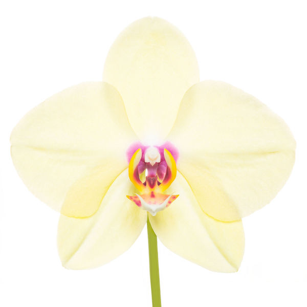 Phalaenopsis Hybrid Yellow print