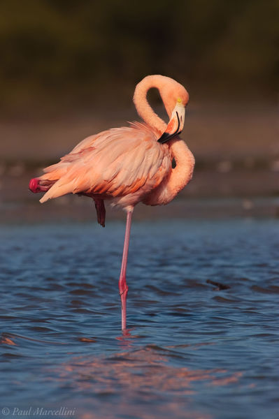 Everglades Flamingo print