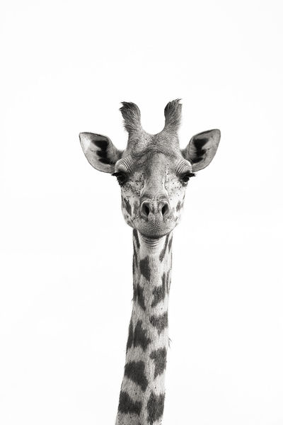 Mara Giraffe print
