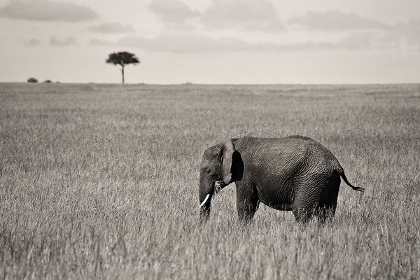 Masai Elephant print
