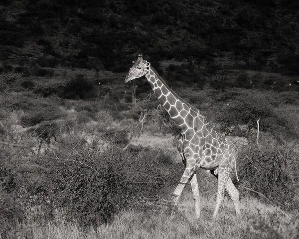 Samburu Giraffe print
