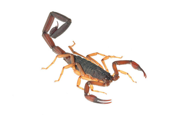 Florida Bark Scorpion print