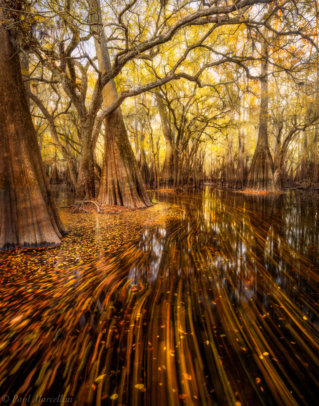 Fall leaves float by in the current of this backwater area of cypress in North Florida. This image won Grand Prize in Landscapes...
