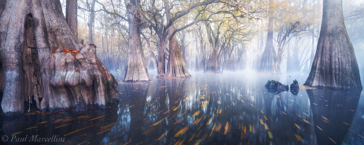 Fall color and fog in this cypress swamp that felt just like Dagobah in Star Wars. This image won Gold in the 2015 Epson Inpernational...