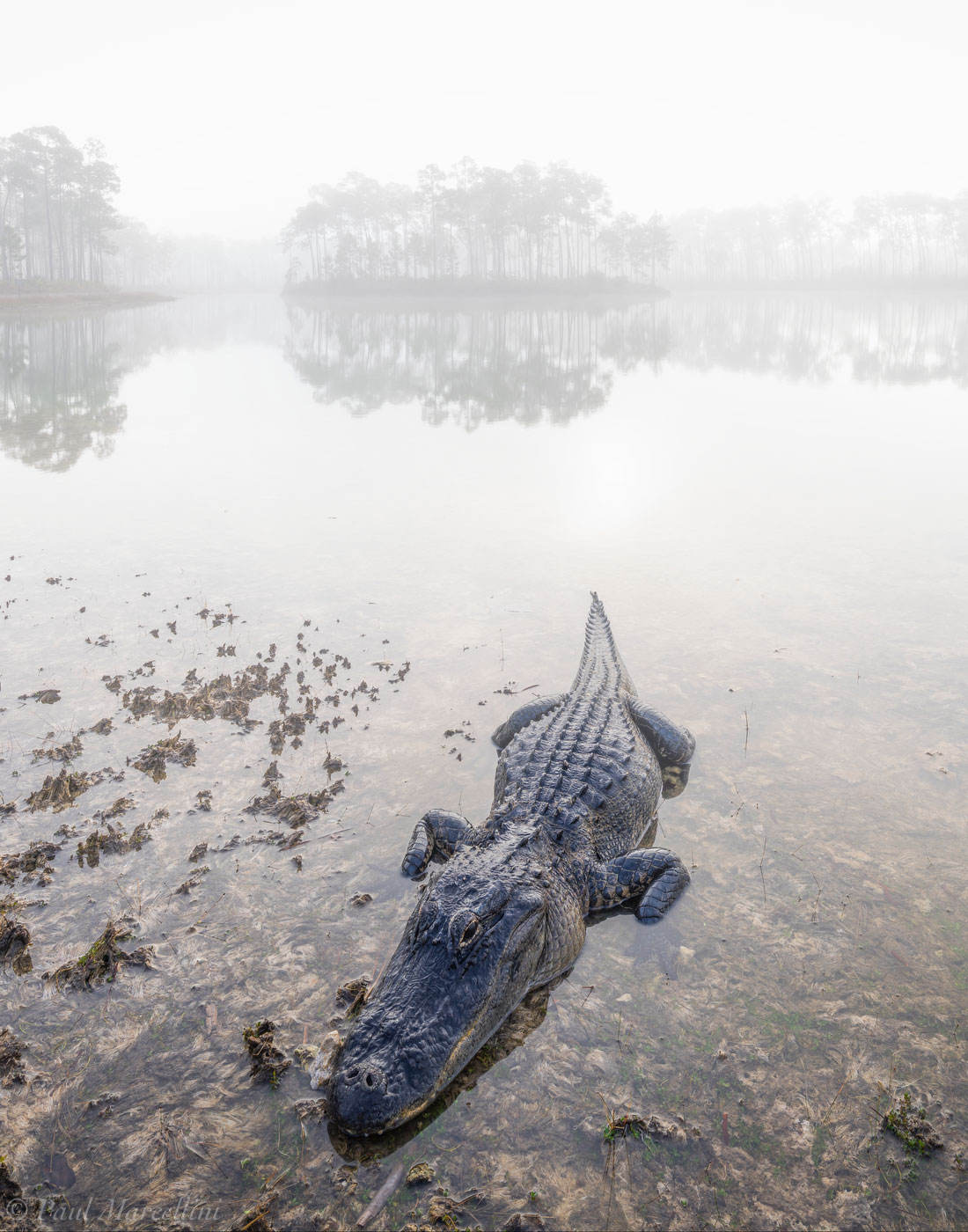 A "friendly" gator appraoches on a foggy morning in the Everglades.