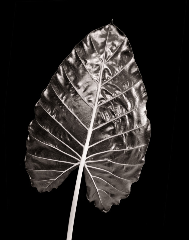 bw, monochrome, plants, flora, alocasia, open edition, holiday special