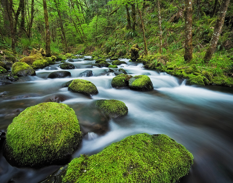 Gorotn Creek in the Columbia River Gorge stands out for its bright green, moss covered rocks.