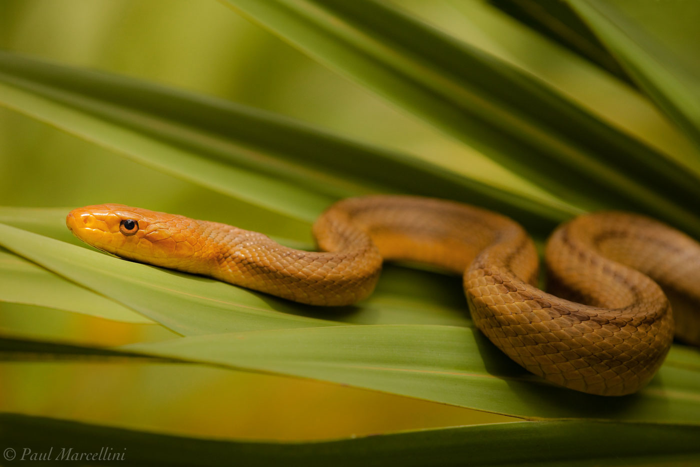 A subspecies of the beautiful Chicken Snake or Yellow Rat Snake (Elaphe obsoleta rossalleni).