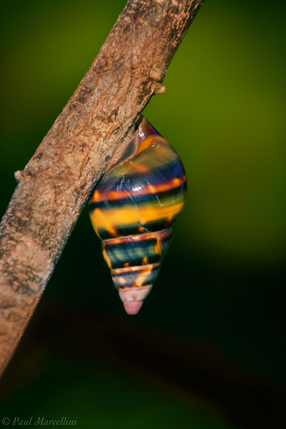 One of the 60 color forms of the beautfiul Liguus Tree Snails (Liguus fasciatus).