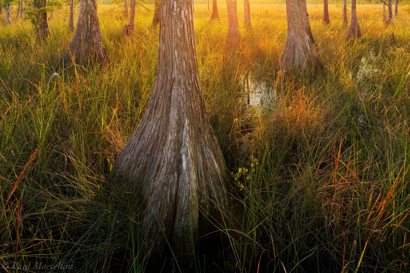 Late light glows through a small cypress dome and catches the many threads of grass.