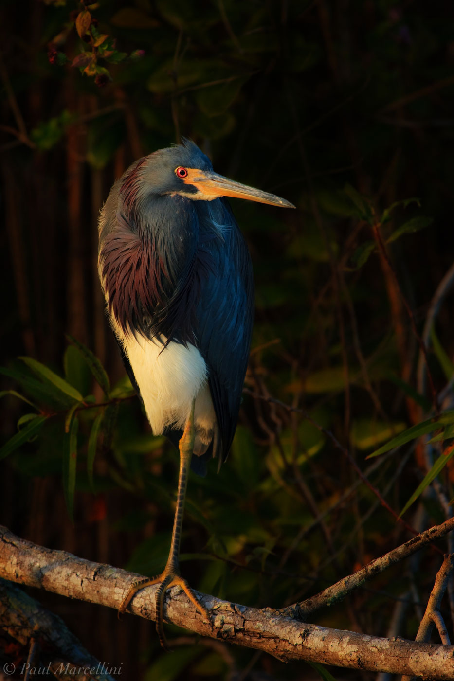 A Tricolored Heron (Egretta tricolor) in the last rays of the day.