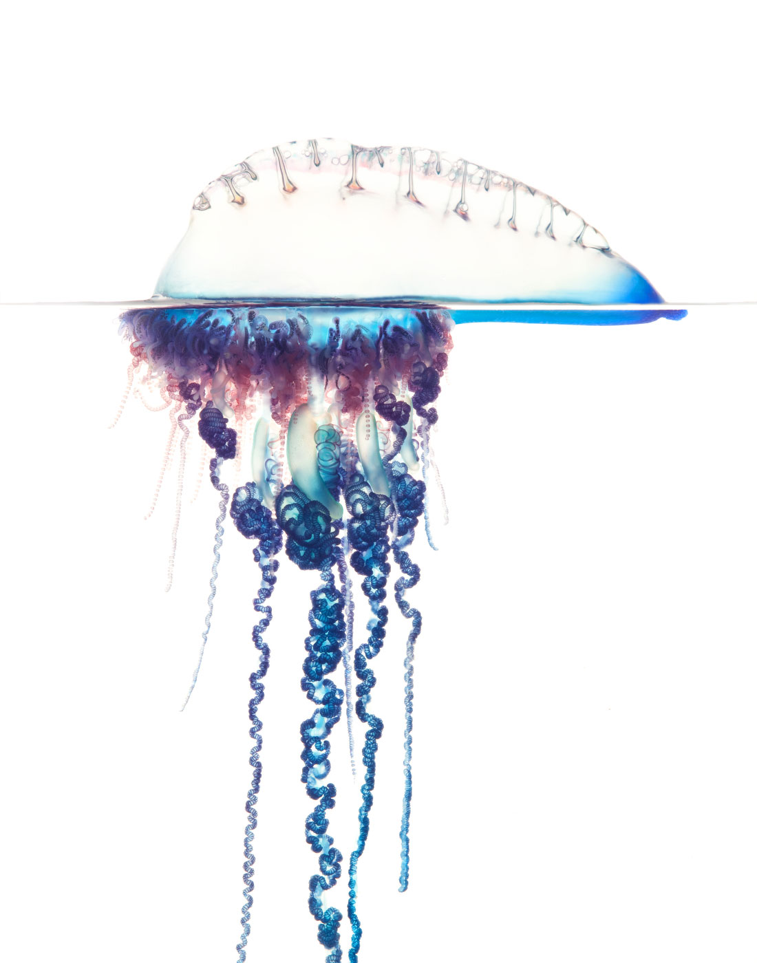 Portuguese Man-of-War (Physalia physalis) This image won 3rd place in Nature for the 2012 International Loupe Awards.