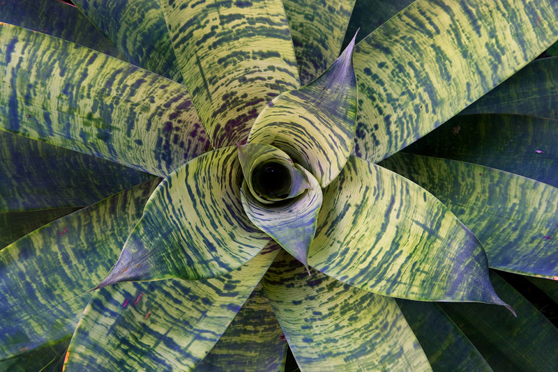 Looking down on a bromeliad (Vriesea ospinae).