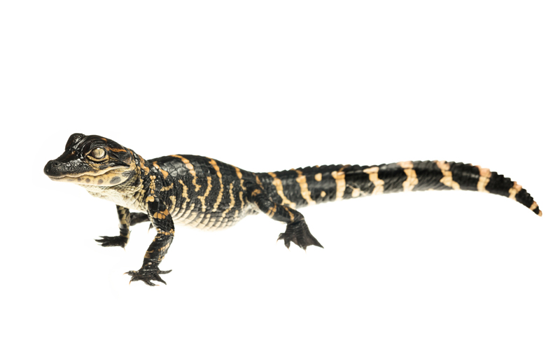 alligator mississippiensis, reptile,