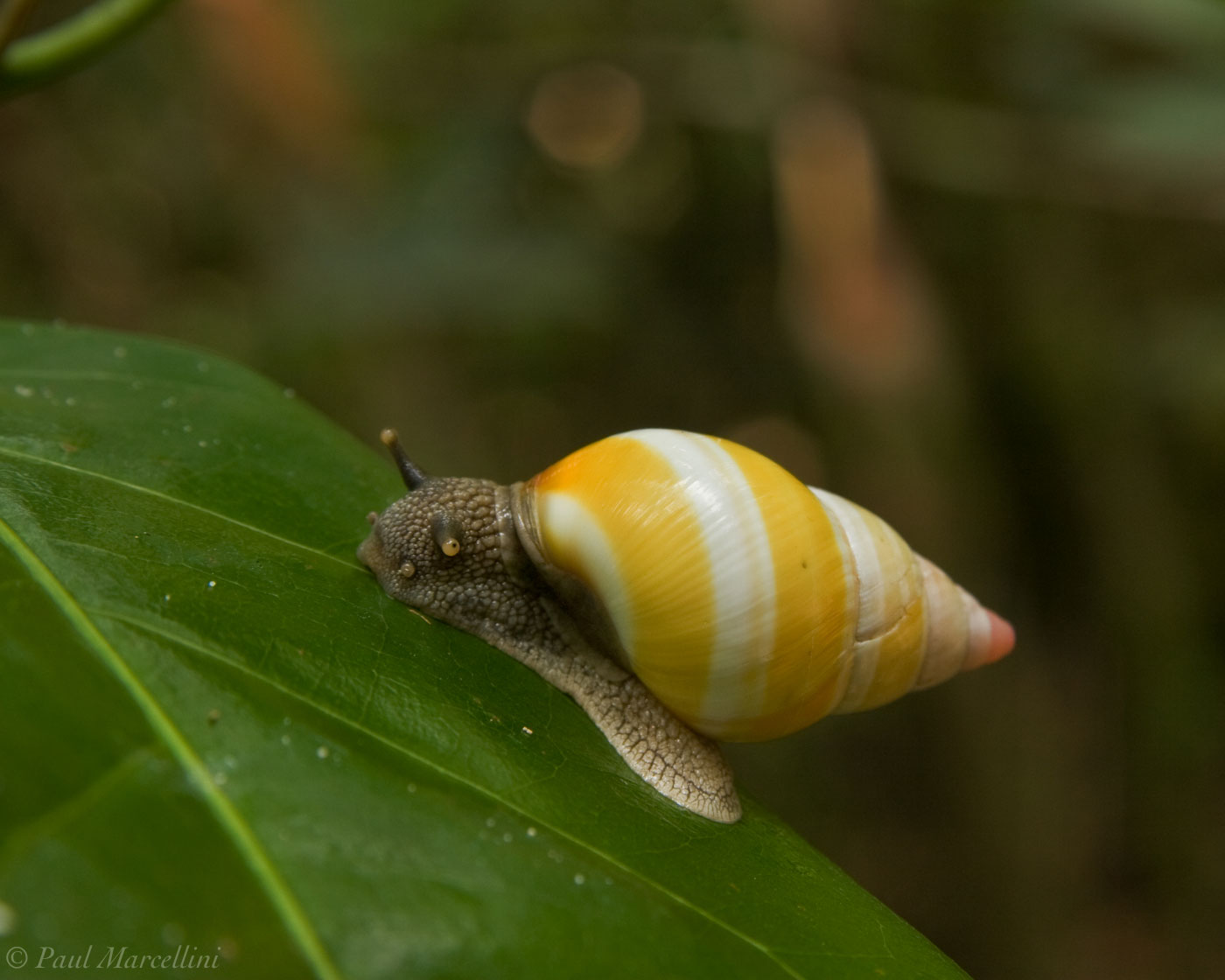 One of the 60 color forms of the beautfiul Liguus Tree Snails (Liguus fasciatus).
