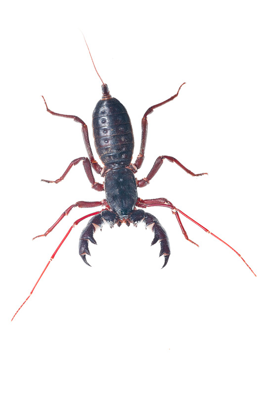 Giant Whip Scorpion or Vinegaroon (Mastigoproctus giganteus giganteus)