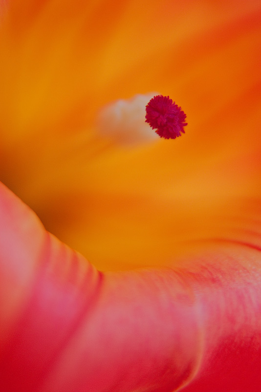 A small koosh ball hiding inside a flower.