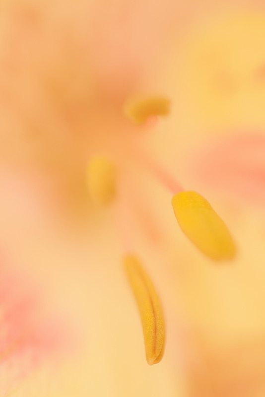 The stamens of a lily.