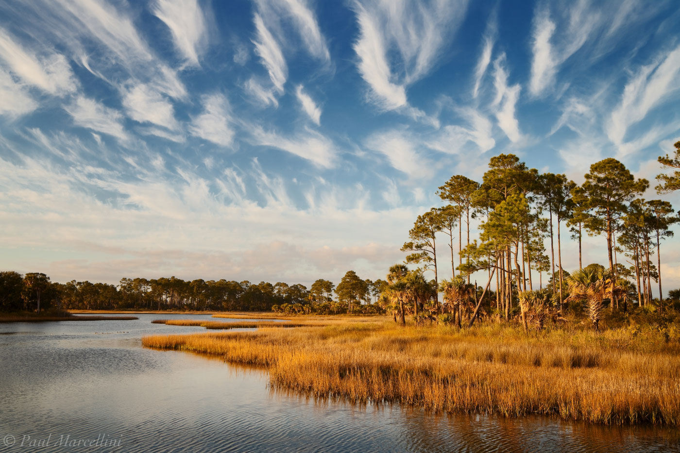 Interesting horse tail (cirrus) clouds drift over a particulrly scenis part of the salt marsh. Islands of pines hold on to the...