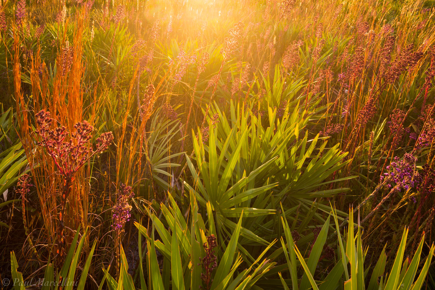 Sunrise light over a diverse mix of plants in the Kissimmee Prairie.