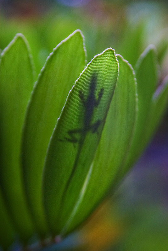 The lizards always try to find a safe place in the plants to sleep. This one is silhouetted in the last light.