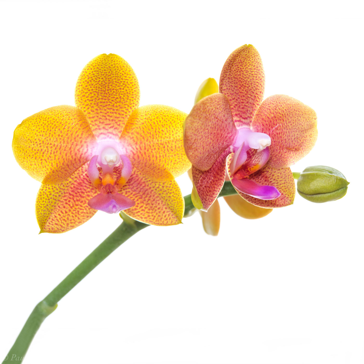 flower, tropical, flora, open edition, square, orchid, phalaenopsis