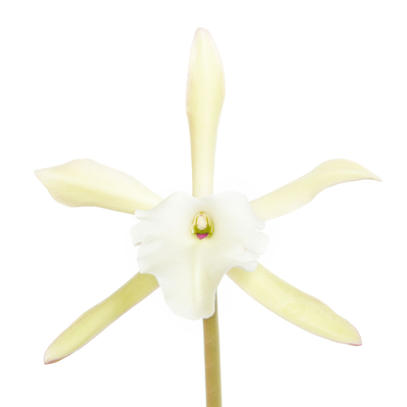 flower, tropical, flora, open edition, square, orchid, brassavola glauca