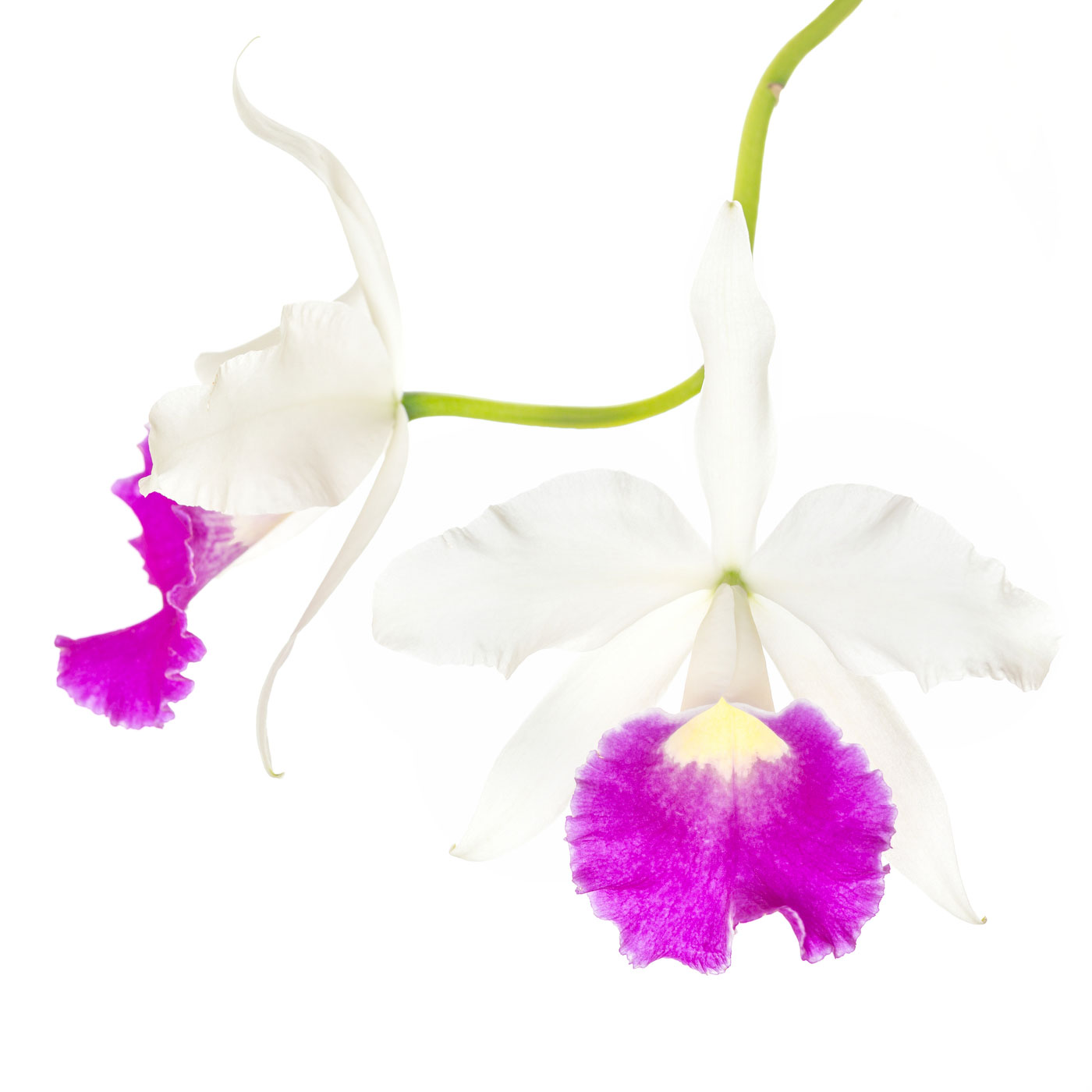 flower, tropical, flora, open edition, square, pink, orchid, cattleya