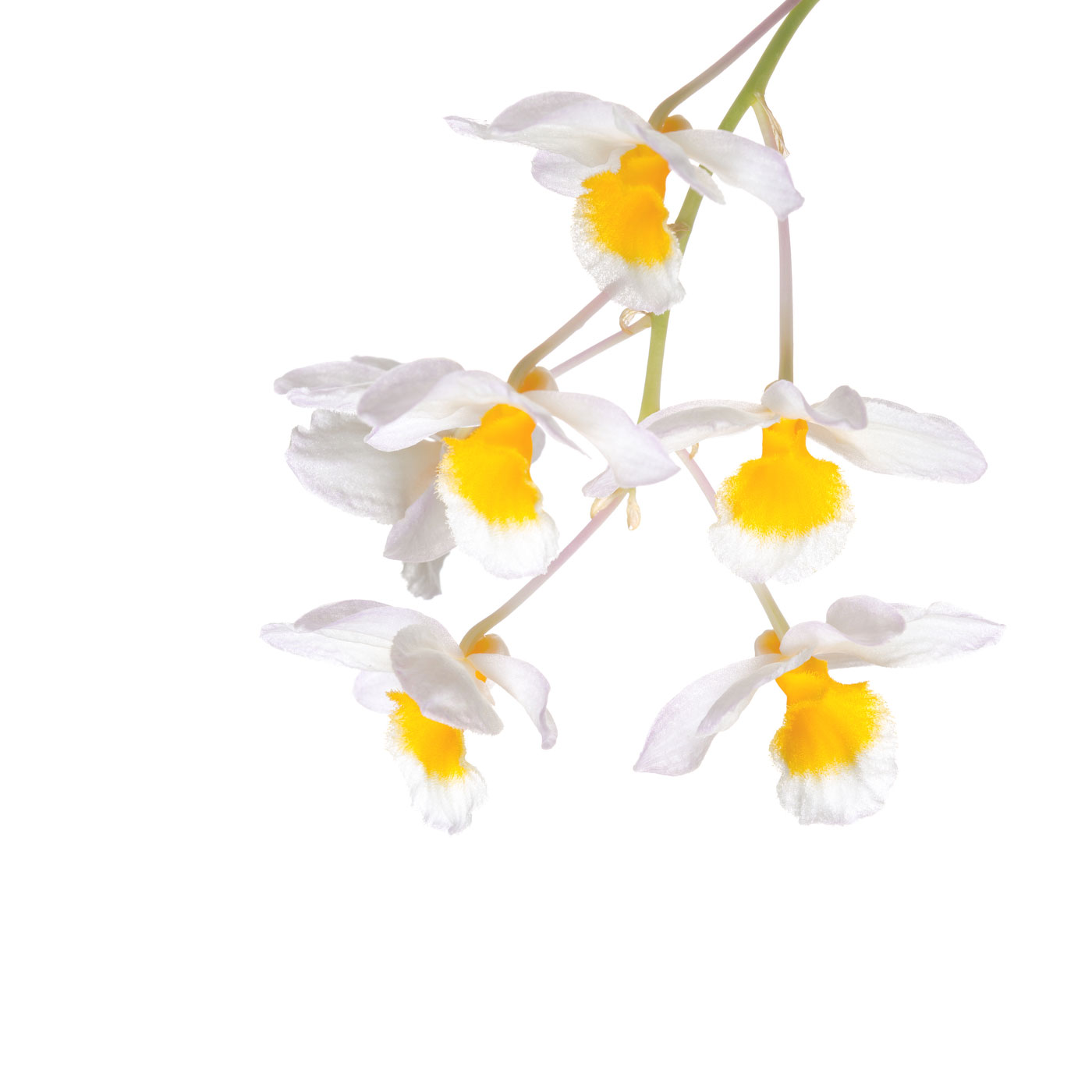 flower, tropical, flora, dendrobium farmeri, open edition, square, yellow, orchid