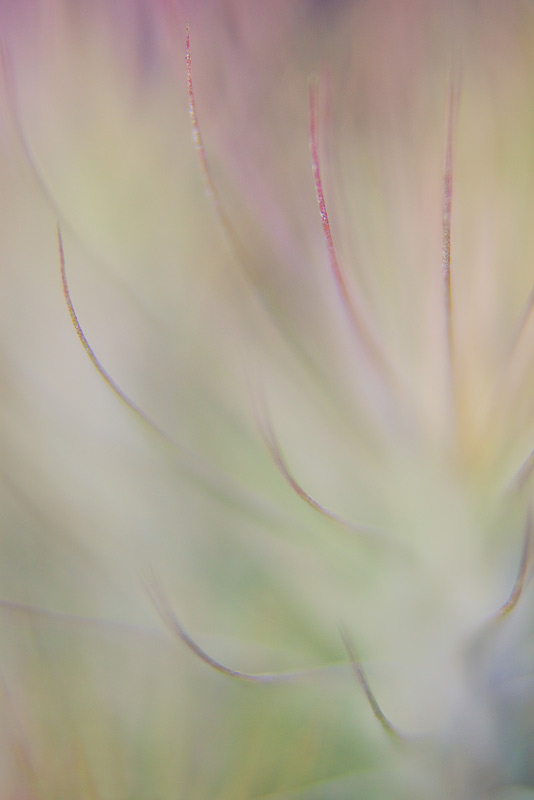 An abstract of a small Bromeliad (Tillandsia sp.)