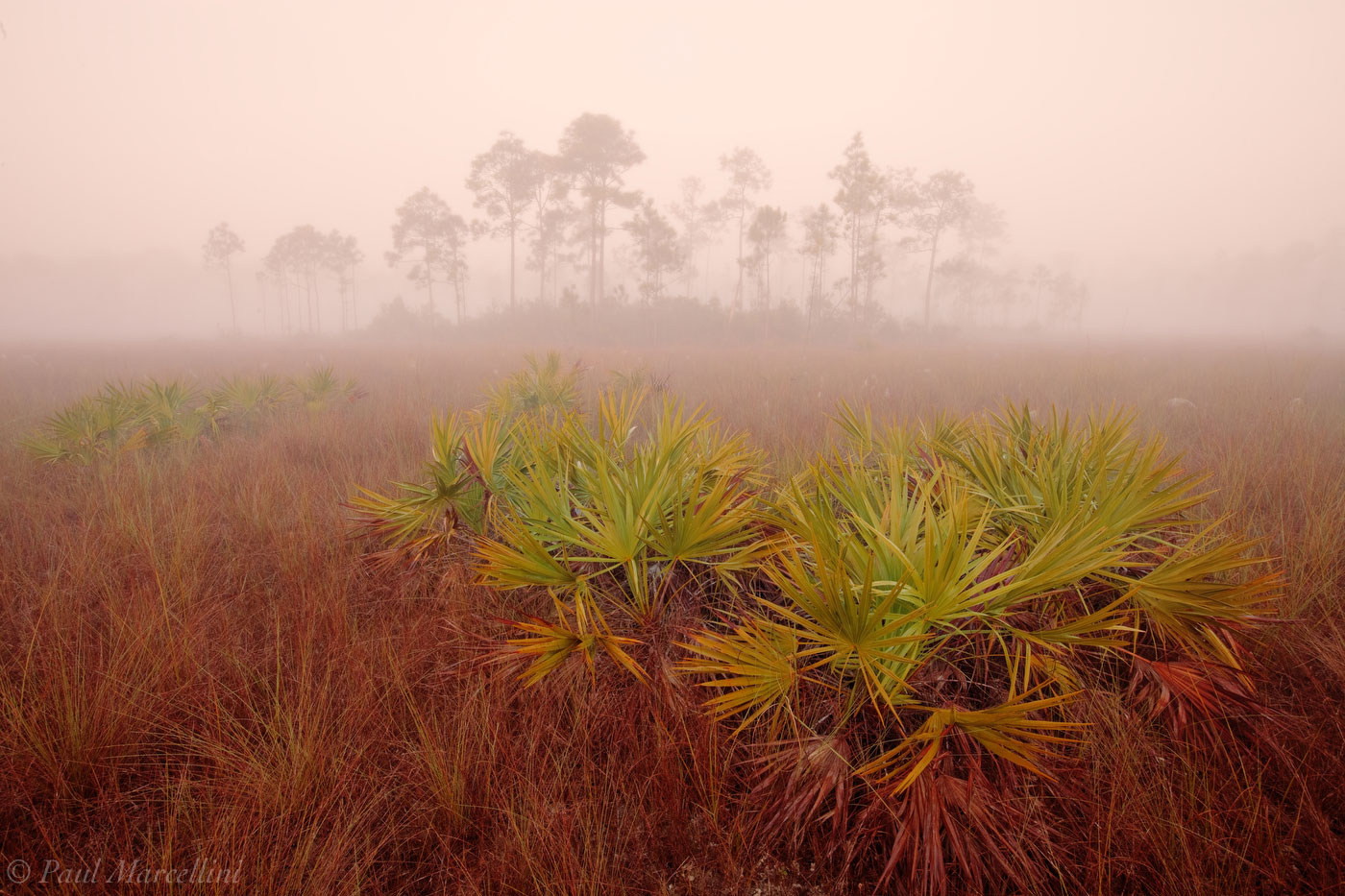 A new day and a new year. One of the first images taken in 2011, in one of my favorite places in the Everglades, the rocky pinelands...