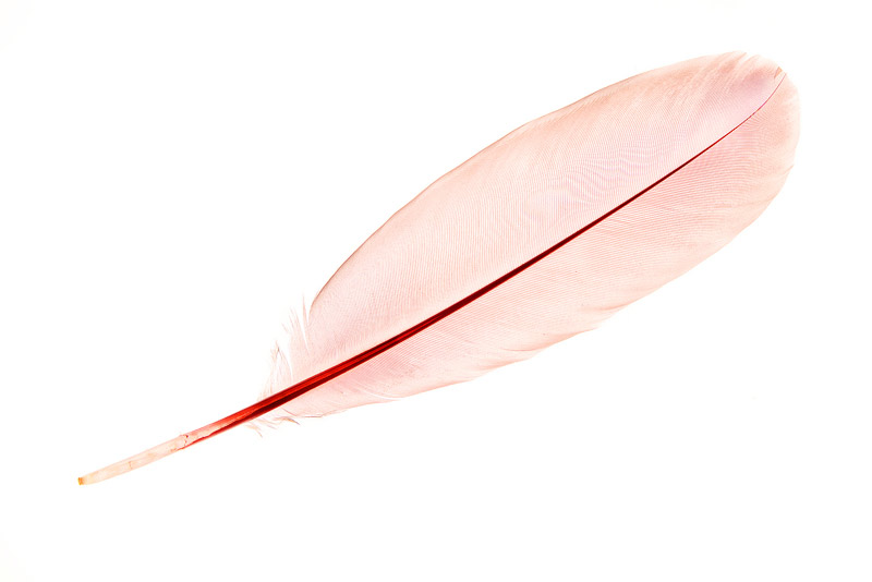 Roseate Spoonbill (Platalea ajaja) Feather