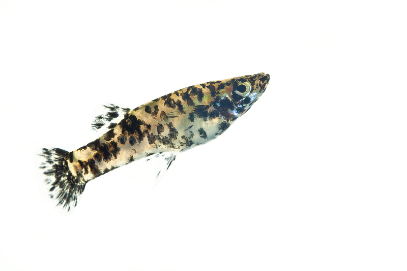 Mosquitofish (Gambusia affinis holbrooki)