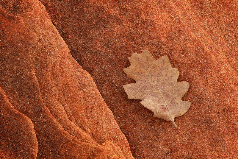A leaf in the morning light, contrasts with the sandstone it has fallen onto.