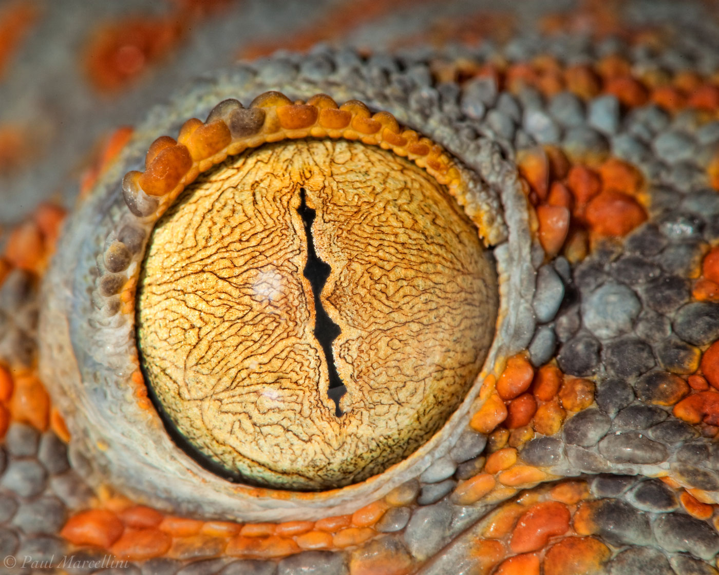 The Tokay Gecko (Gecko gecko) is beautiful lizard introduced to Miami from Asia. Unfortunately they pose a threat to many native...