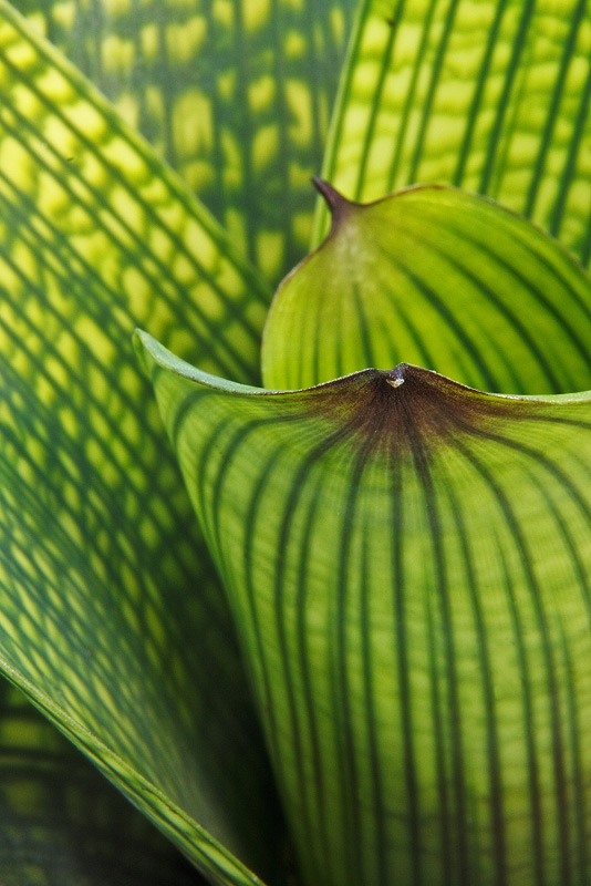 A close-up showing the intricate lines of a bromeliad (Vriesea gigantea).