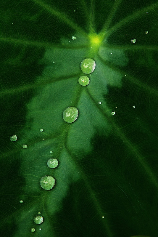 Raindrops on a Colocasia leaf.