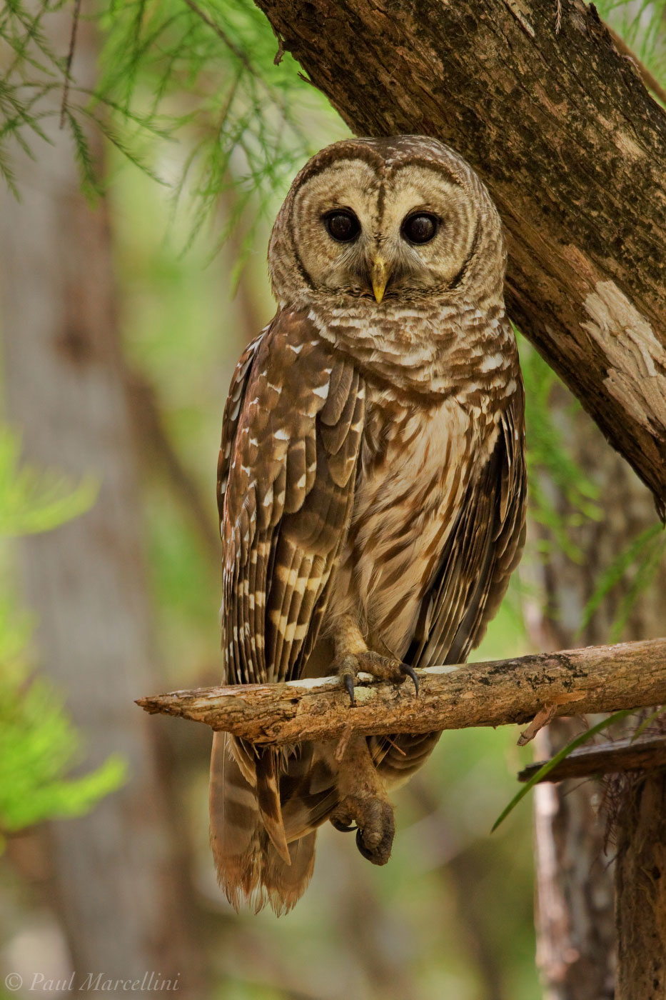 A Barred Owl (Strix varia) keeps an eye out for his youngsters while his mate hunts.