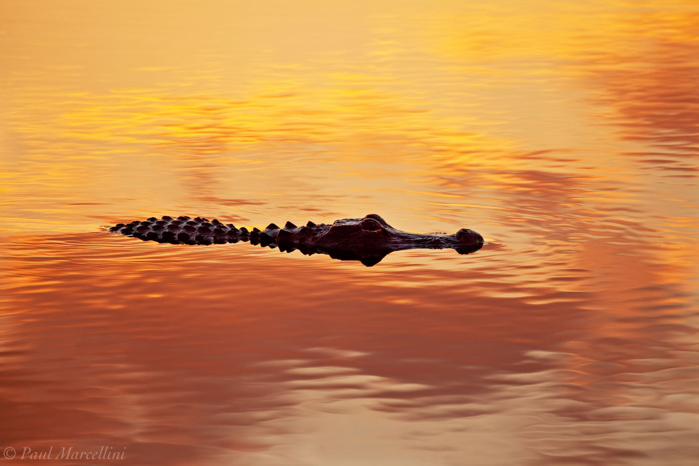 An American alligator (Alligator mississippiensis) swimming in vibrant reflected sunset color.