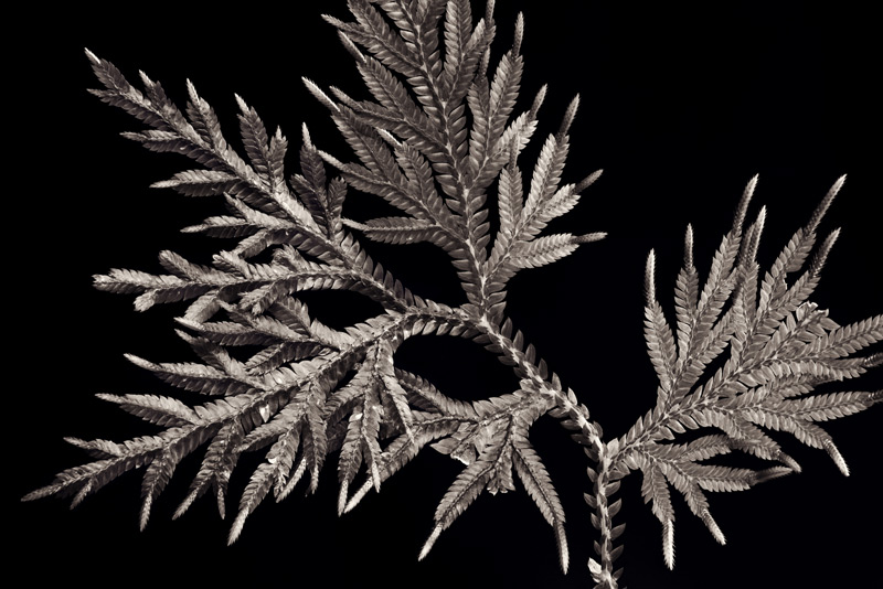 bw, monochrome, plants, flora, selaginella, open edition, holiday special
